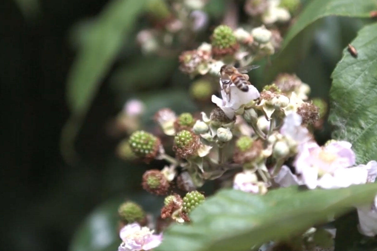 ape-in-impollinazione-di-fiori