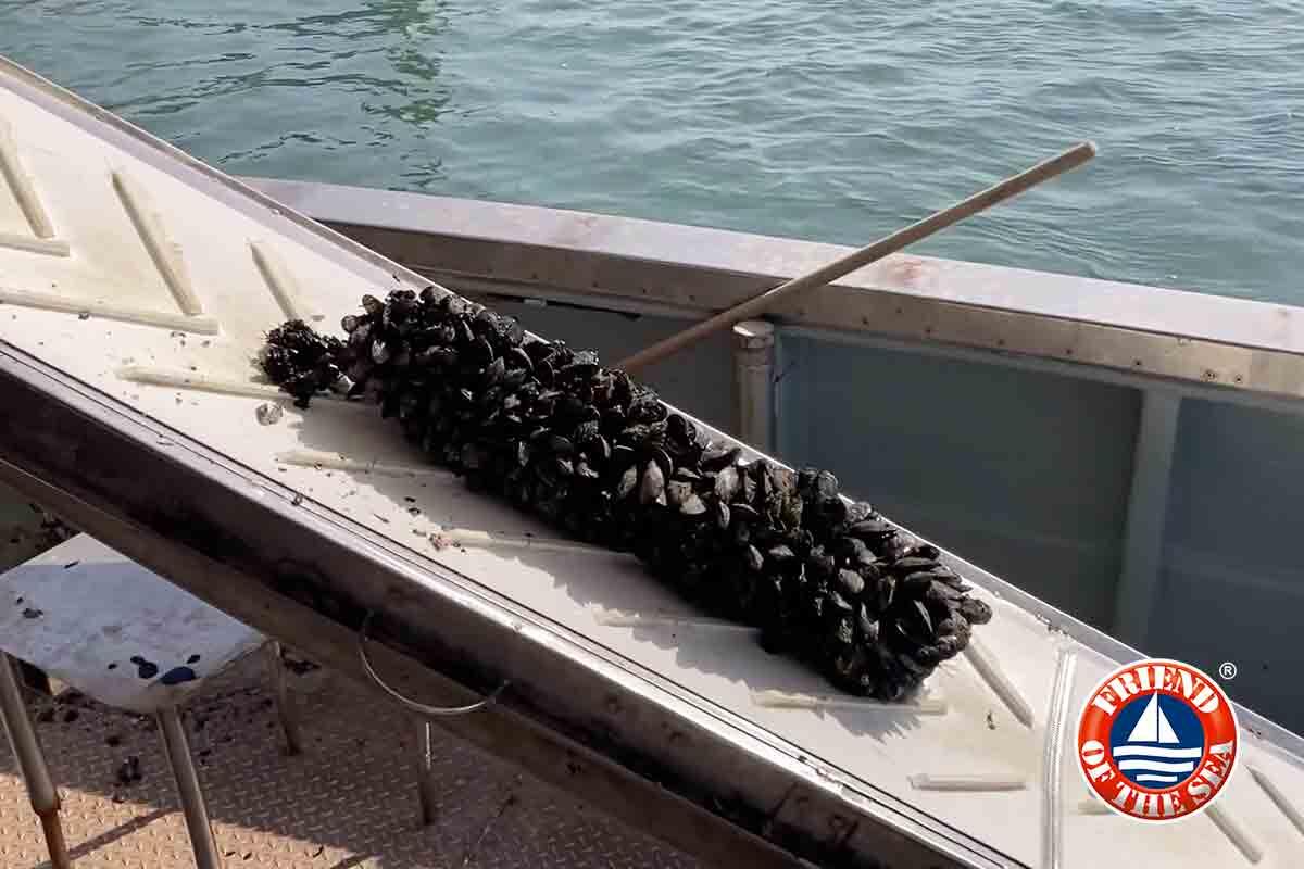 raccolta-delle-cozze-a-pellestrina-venezia