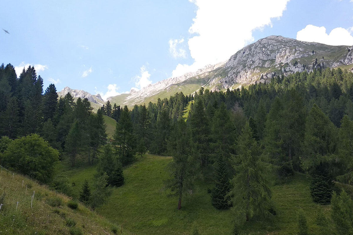 sandro-panese-bosco