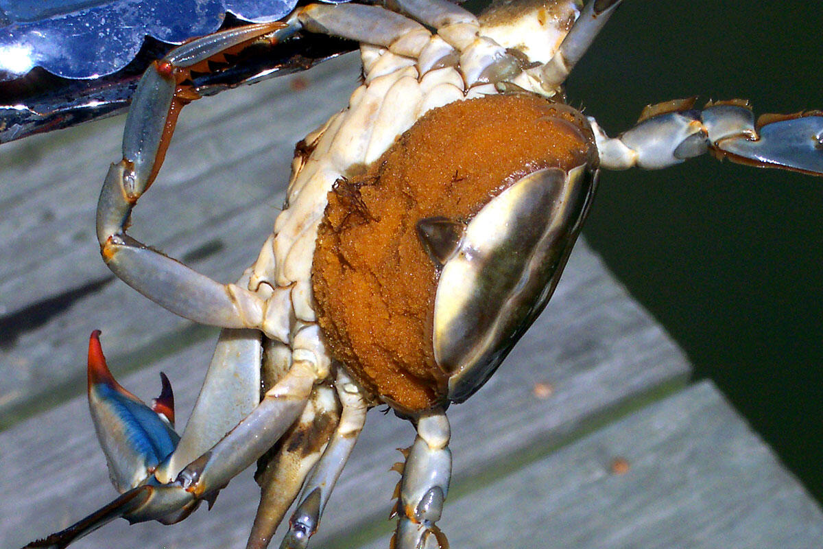 femmina-granchio-blu-con-uova
