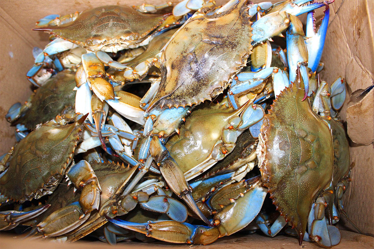 granchio-blu-pesca-intensiva