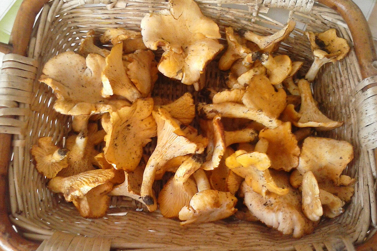 cestino-di-vimini-con-funghi-raccolti