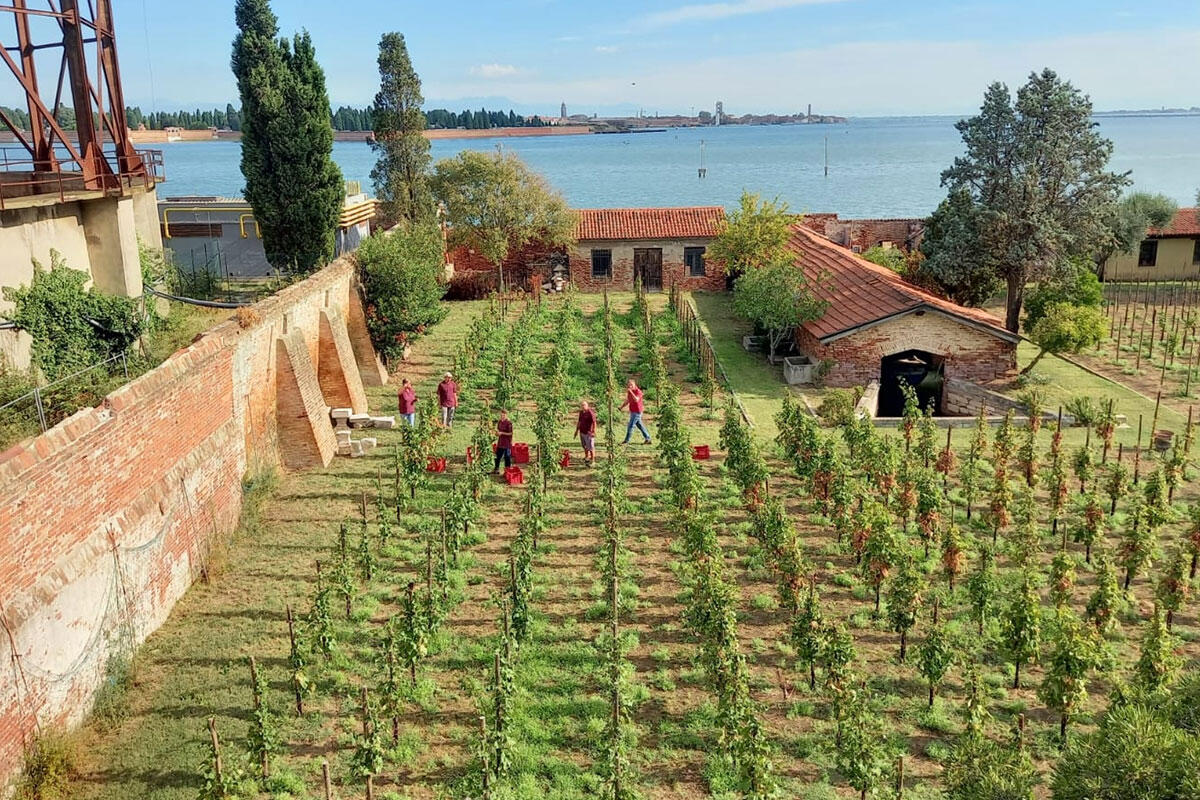 raccolta-uva-per-la-vendemmia-san-francesco-della-vigna