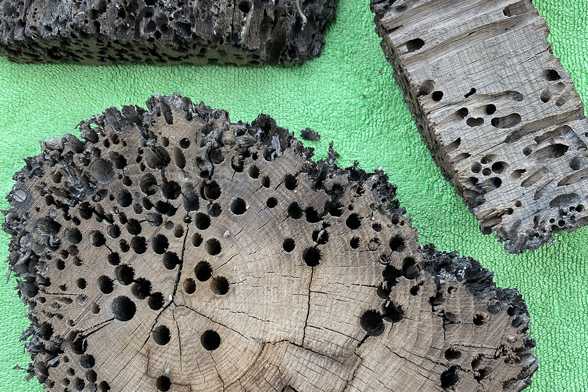 sezioni-di-legno-di-bricola-aggredito-da-teredine