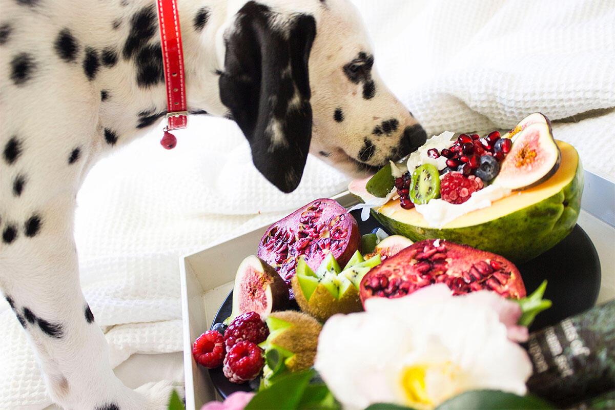cane-dalmata-mangia-frutta-fresca