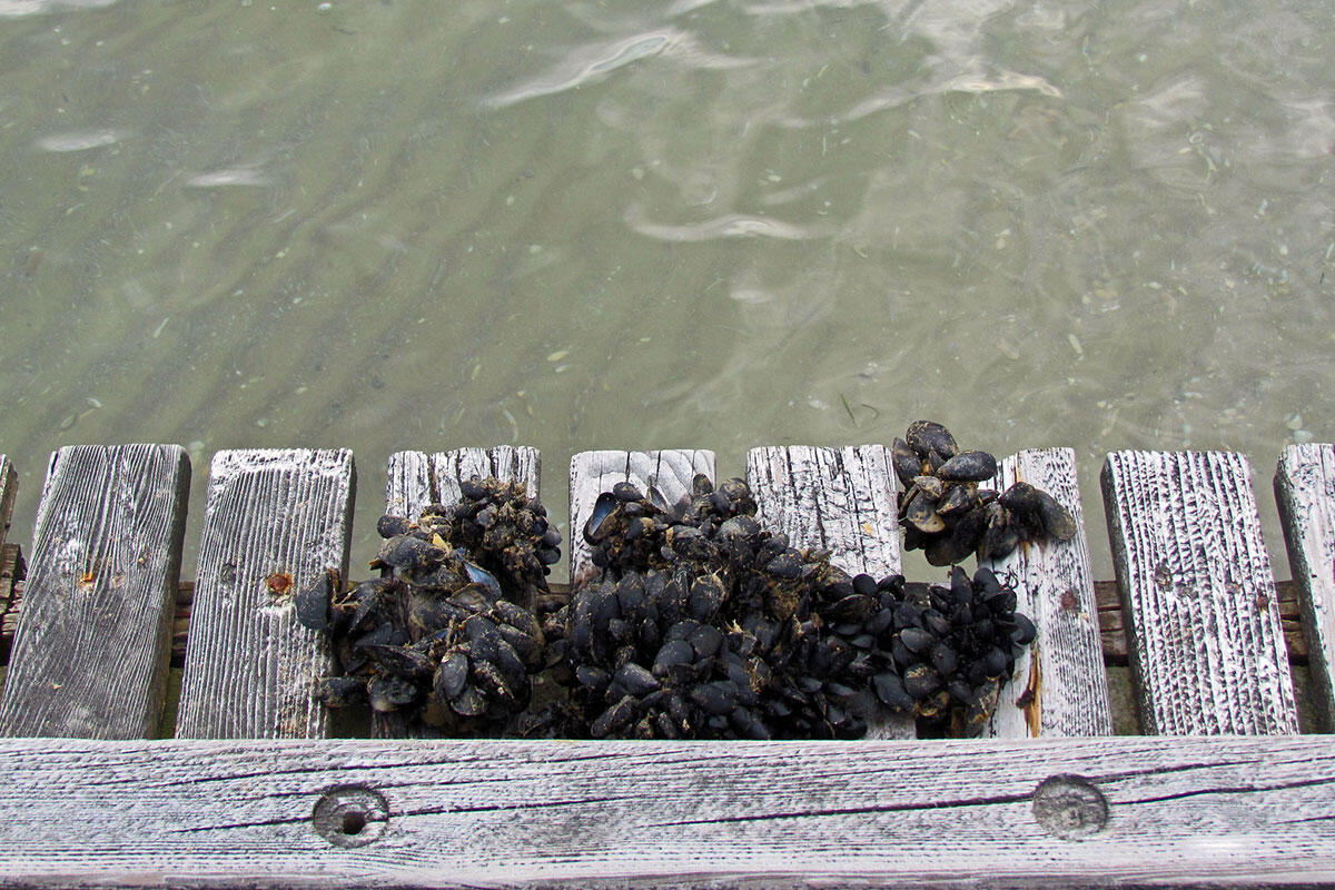 cozze-di-jesolo-foto-di-marika-bortolami-flickr