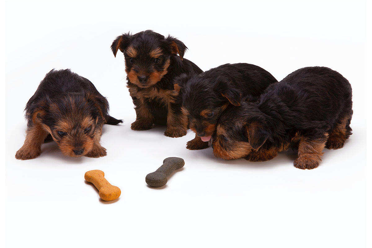 cuccioli-cane-biscottini