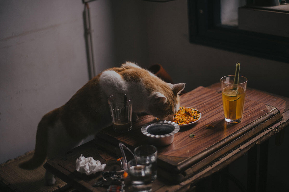 gatto-cena-gourmet
