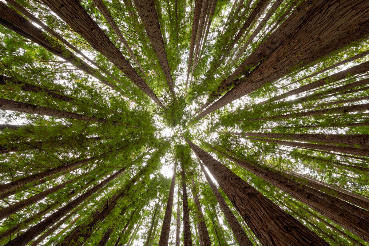 scassola-deforestazione-foreste