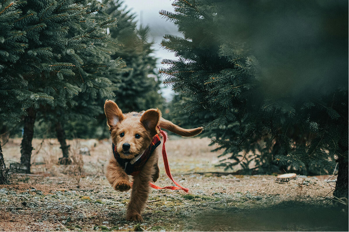 cane-che-scappa-botti-capodanno