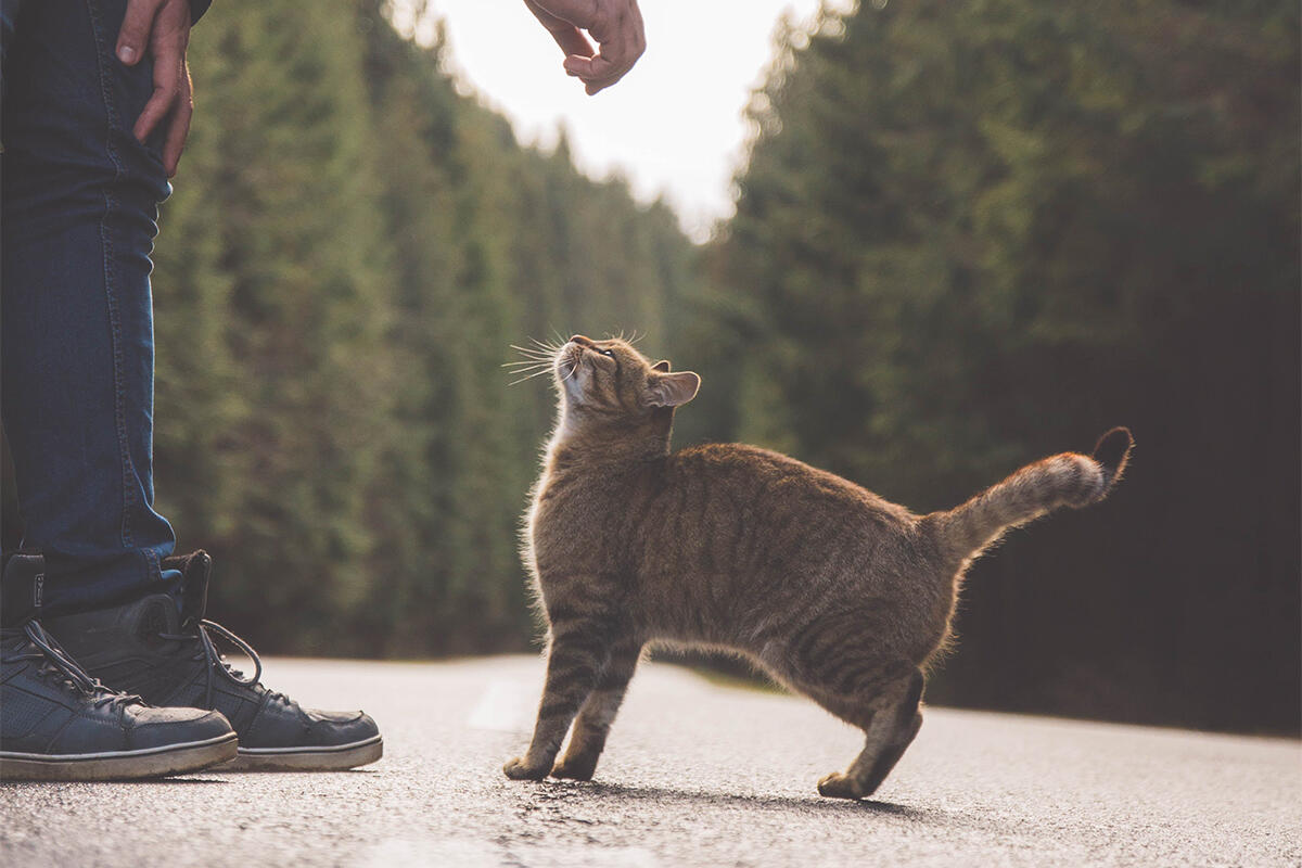 gatto-di-strada-capodanno