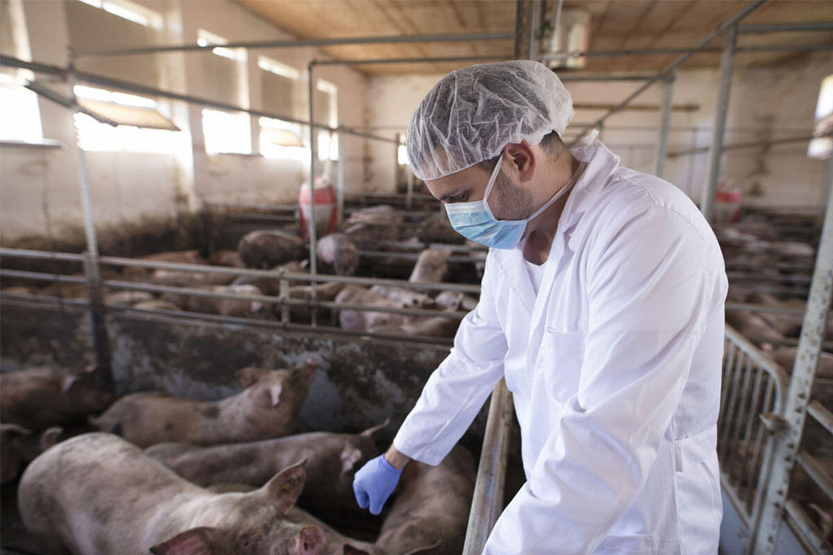 panese-allevamento-intensivo-antibiotici