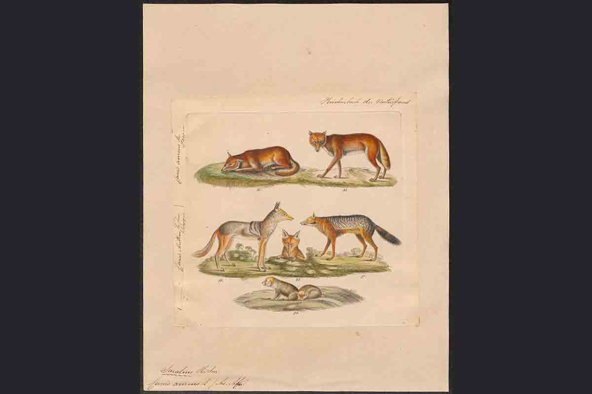 canis-aureus-stampa-universita-amsterdam