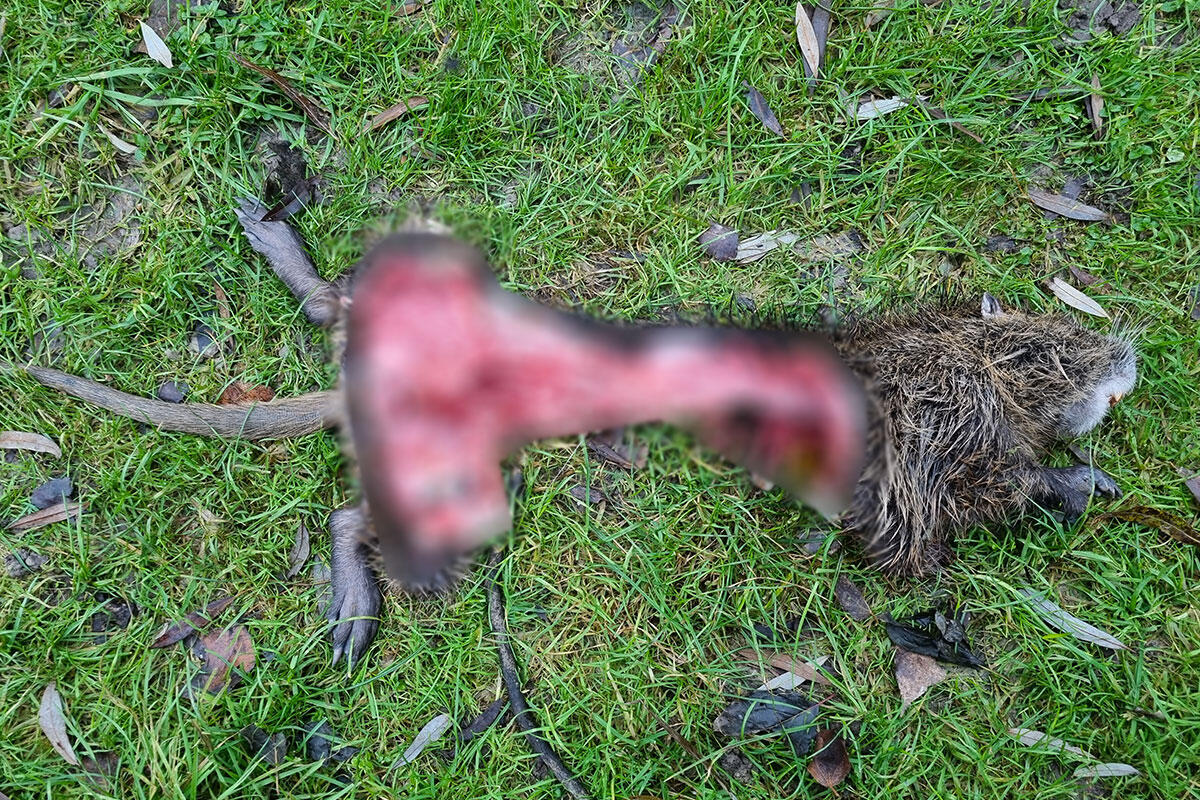nutria-probabile-vittima-di-sciacallo-dorato