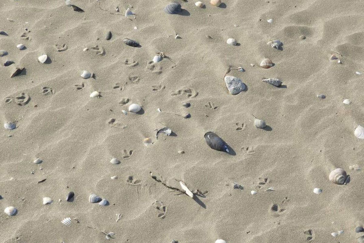 orme-di-fratino-sulla-spiaggia-di-san-nicolo-lido-venezia
