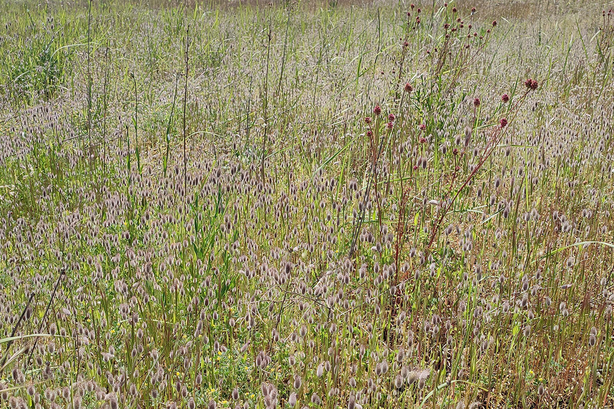 oasi-san-nicolo-lido-venezia-dettaglio-prateria