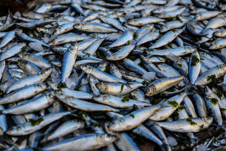 sgombro-pesce-azzurro