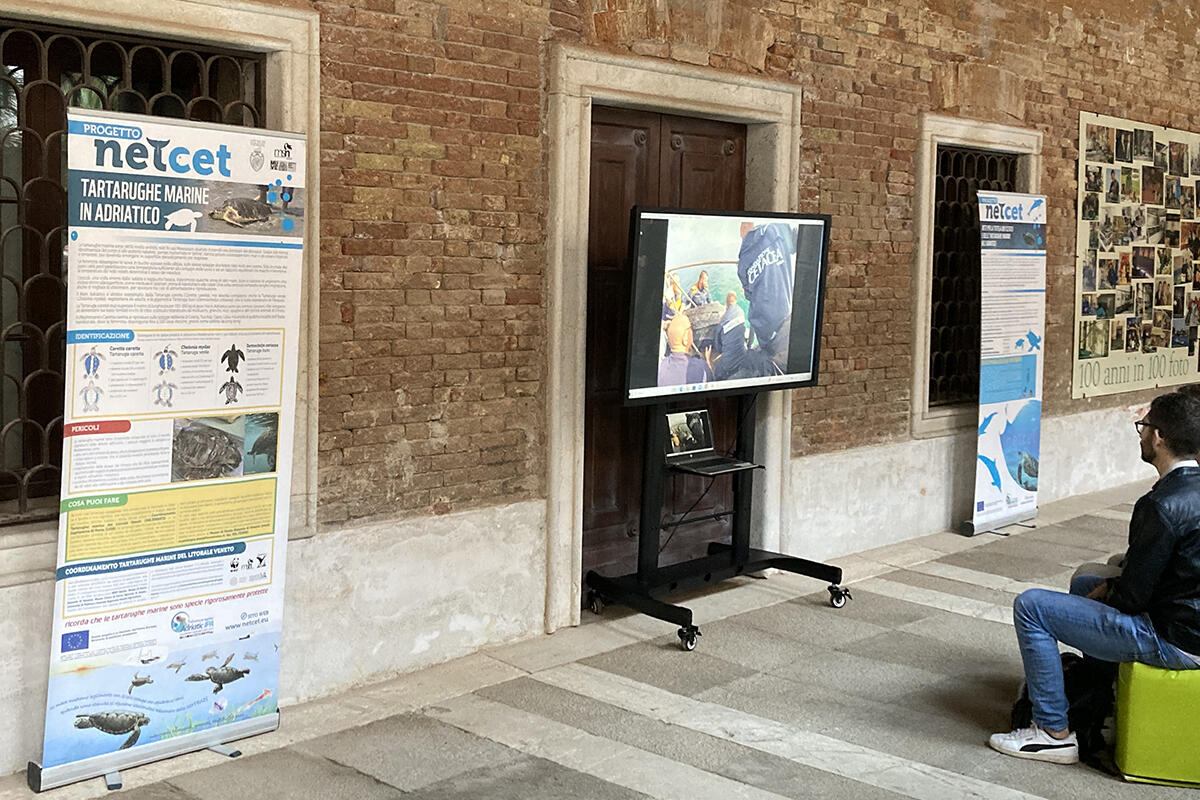 museo-storia-naturale-progetto-netcet-tartarughe-venezia