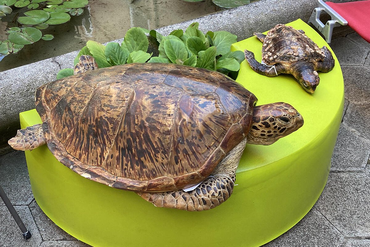 tartarughe-caretta-caretta-museo-storia-naturale-ligabue-venezia