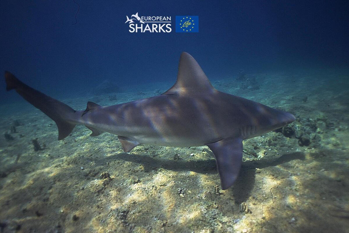 european-sharks-esemplare-di-squalo