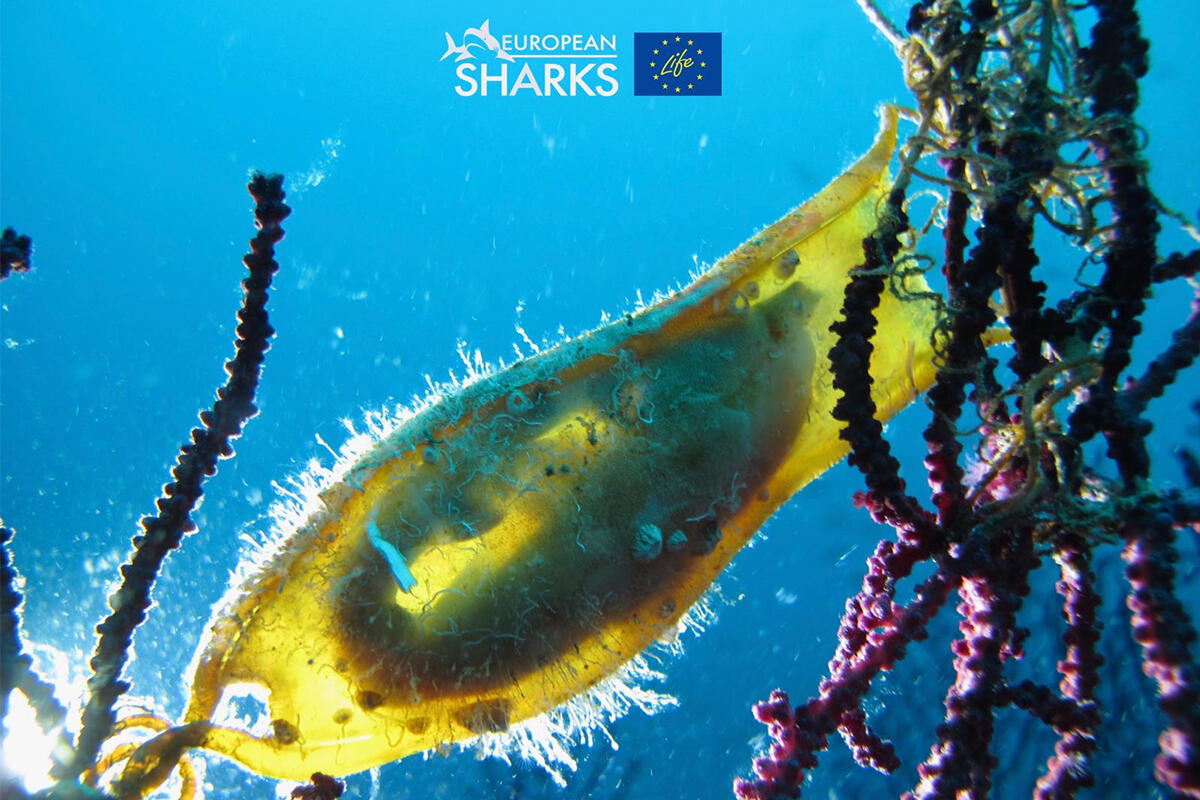european-sharks-piccolo-di-squalo