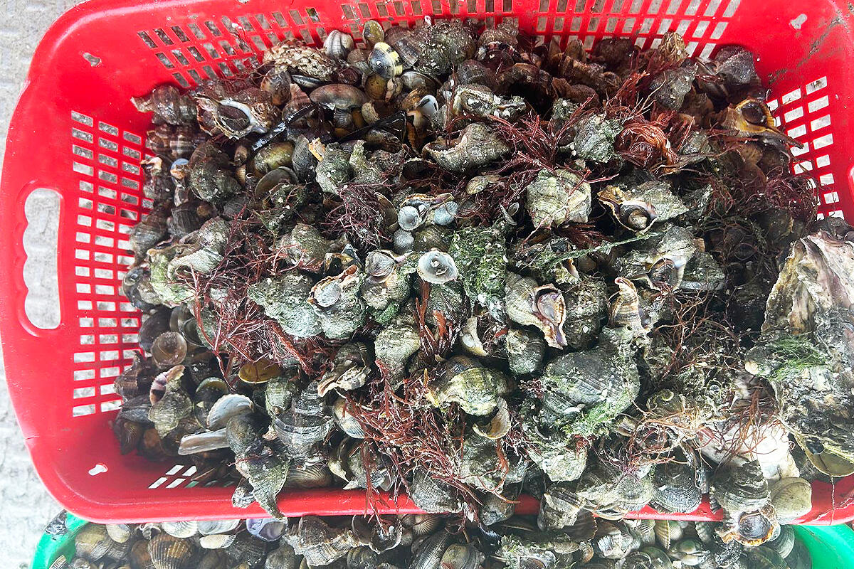 garusoli-recuperati-da-allevamento-di-vongole-a-chioggia