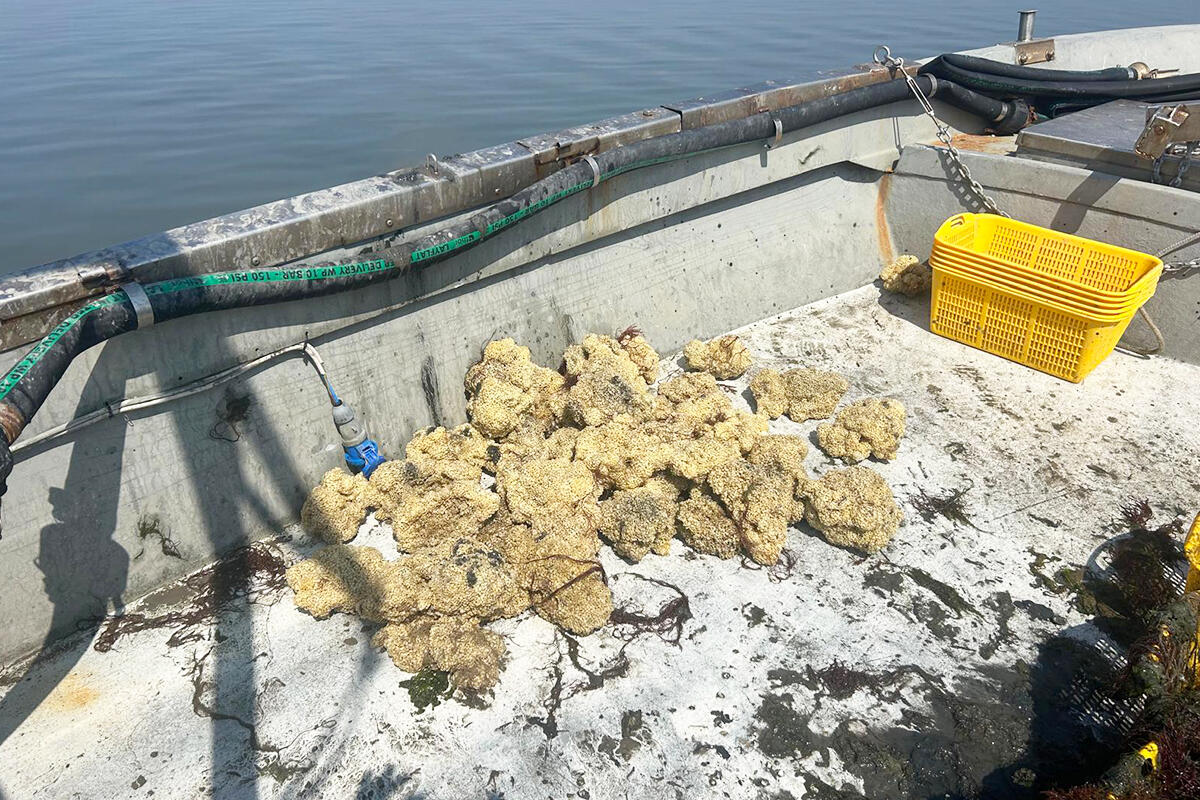 spugne-uova-di-garusoli-recuperate-da-allevamenti-di-vongole
