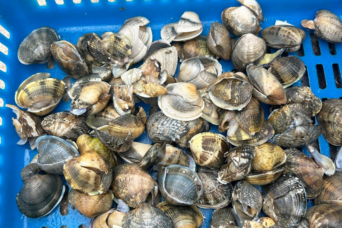 vongole-distrutte-dal-granchio-blu