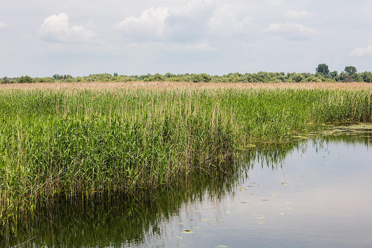 LIPU-canneto-habitat-tarabusino