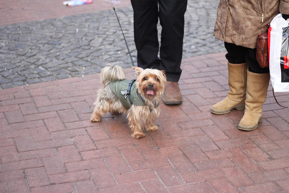 ulss3-cani-moricatori-cane-yorkhire-piccolo-ma-feroce
