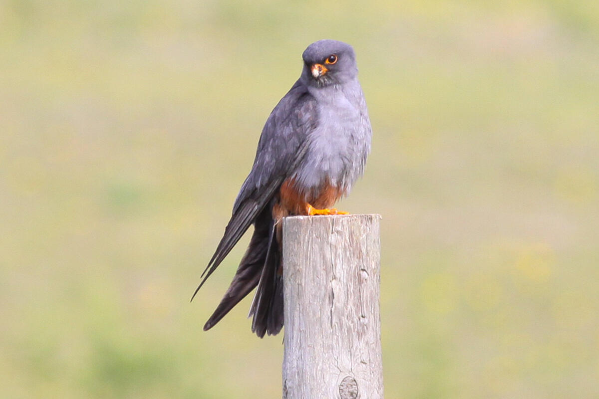 lipu-venezia-esemplare-di-falco-cuculo-vespertinus