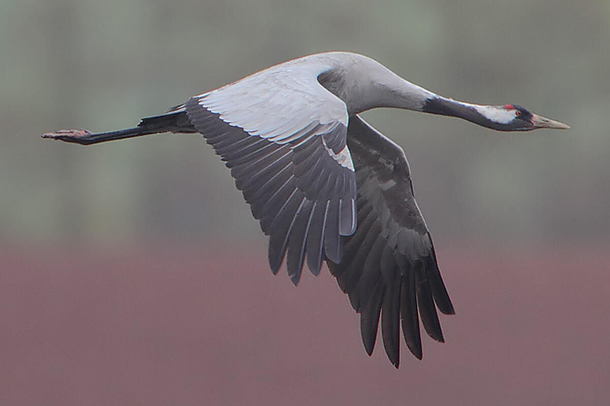 lipu-venezia-esemplare-di-gru-cenerina-grus-grus