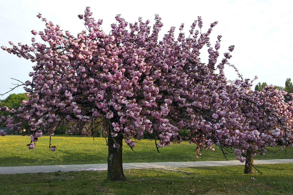 barbacane-passeggiate-in-primavera