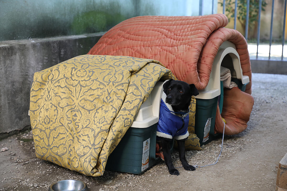 casa-dell-ospitalita-cagnolino-di-un-ospite