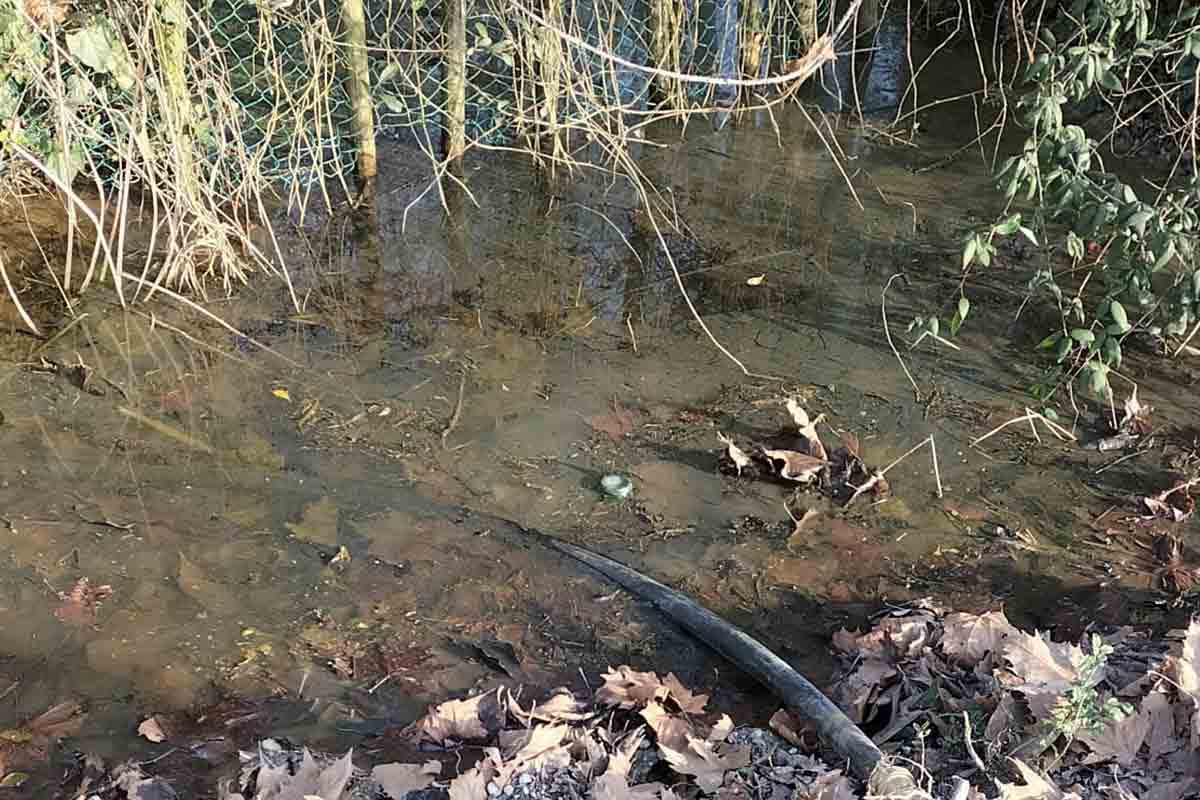 lipu-venezia-zona-umida-a-rischio-interramento