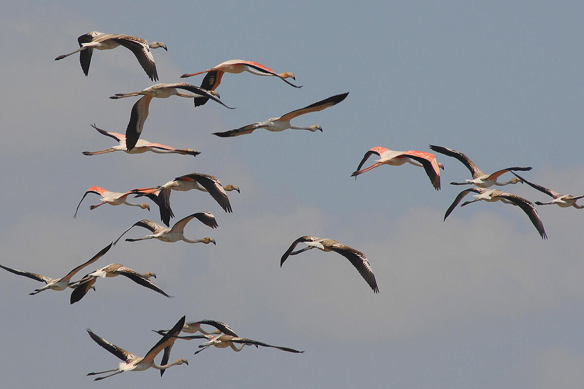 fenicotteri-in-volo-foto-di-paolo-vacillotto