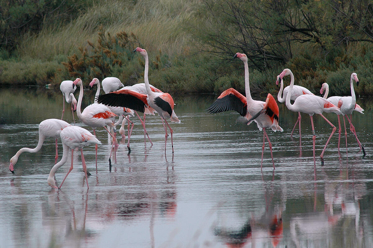gruppo-di-fenicotteri-foto-di-paolo-vacillotto