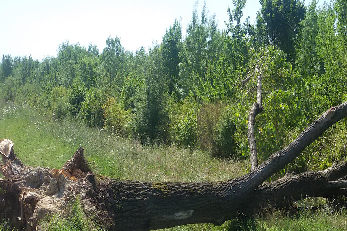 lipu-venezia-albero-caduto