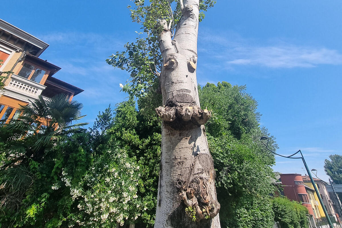 lipu-venezia-cicatrici-tagli-albero