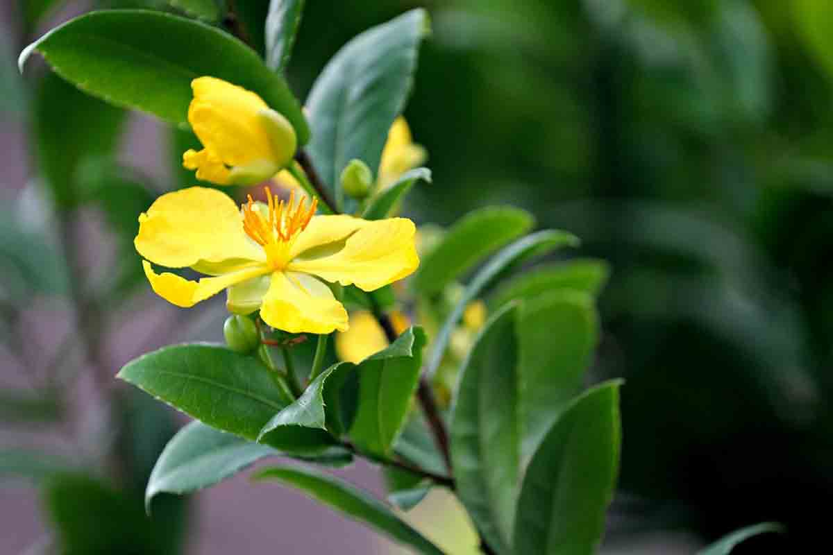 barbacane-fiore-di-iperico