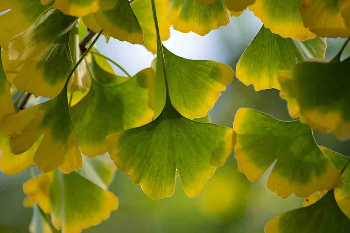 barbacane-foglie-di-ginkgo-biloba