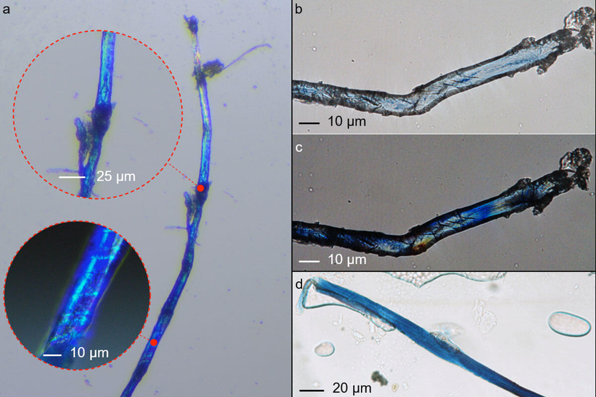 fibre-indigotina-microscopio-ca-foscari