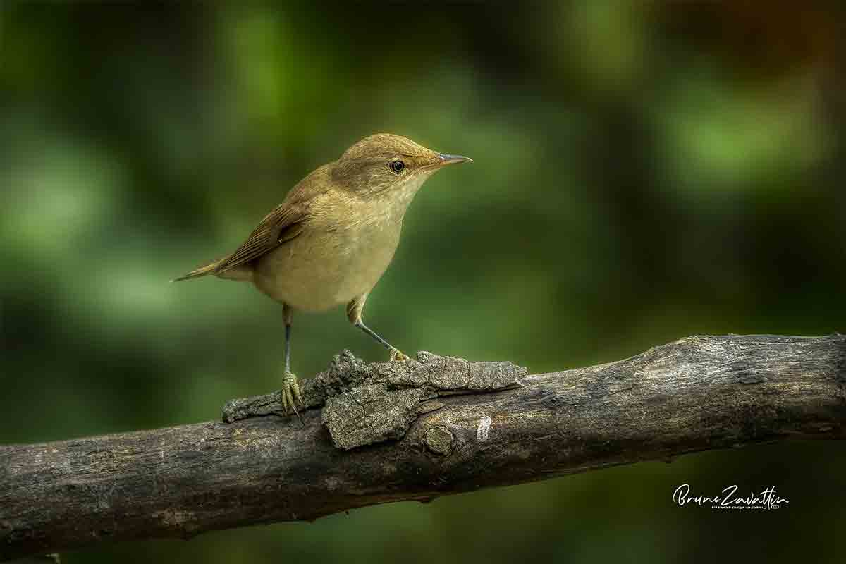 habitat-cannaiola-foto-di-bruno-zavattin
