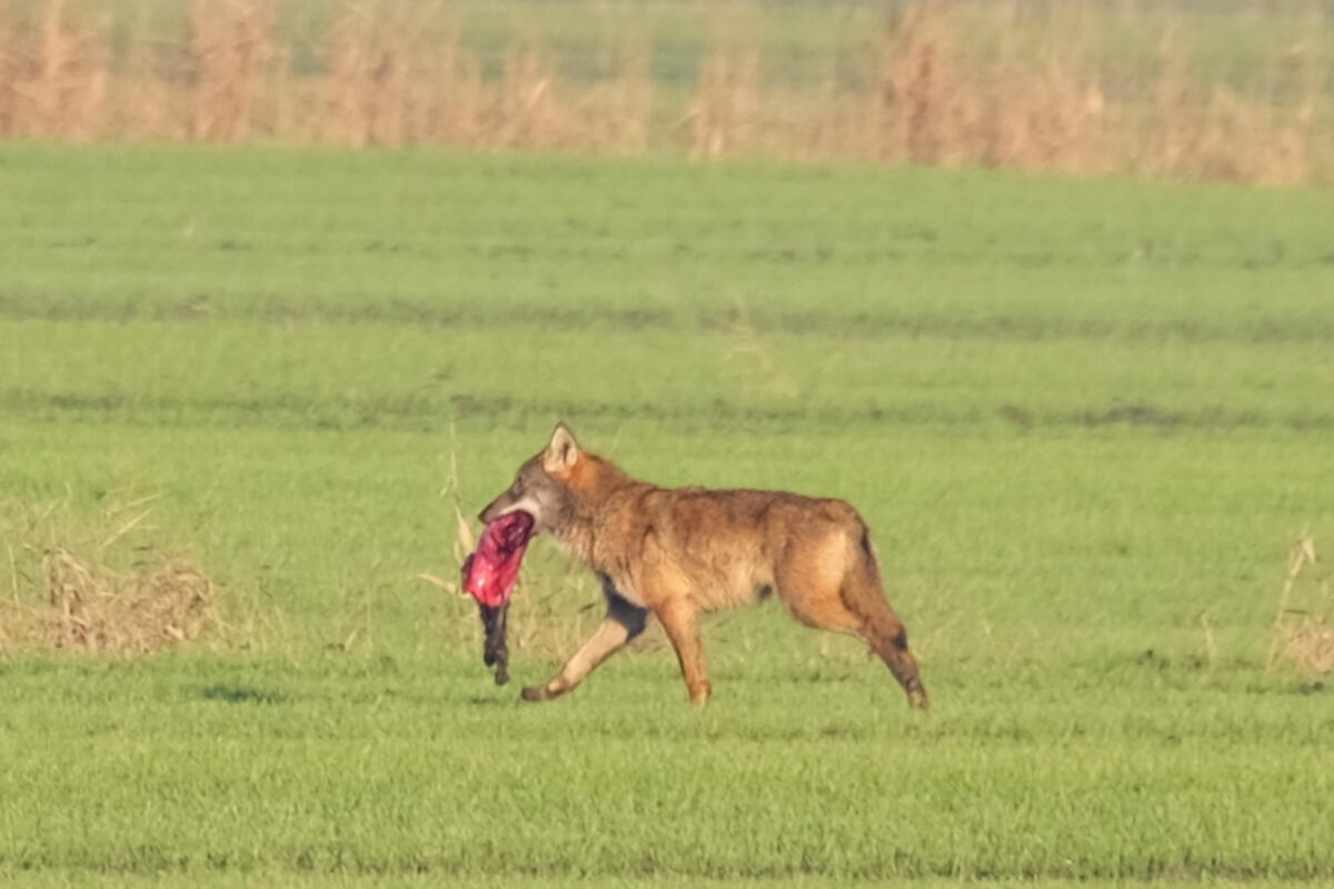 lipu-venezia-lupo-con-nutria-predata