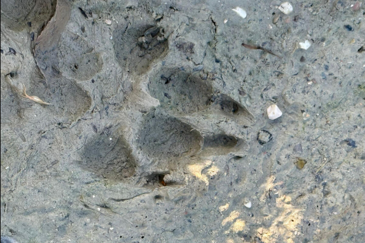 lipu-venezia-orma-lupo-terreno