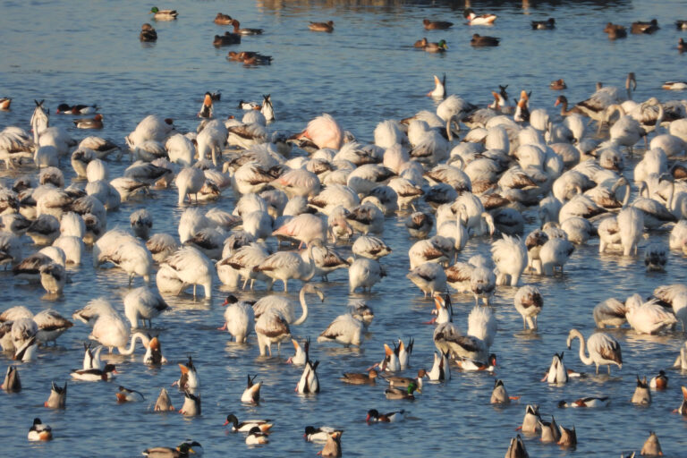 fenicotteri-nella-laguna-di-venezia