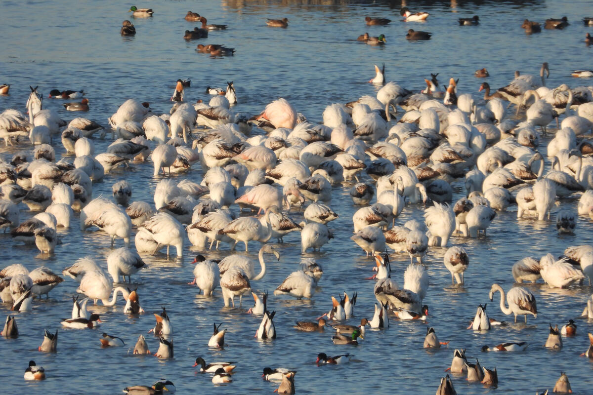 fenicotteri-nella-laguna-di-venezia