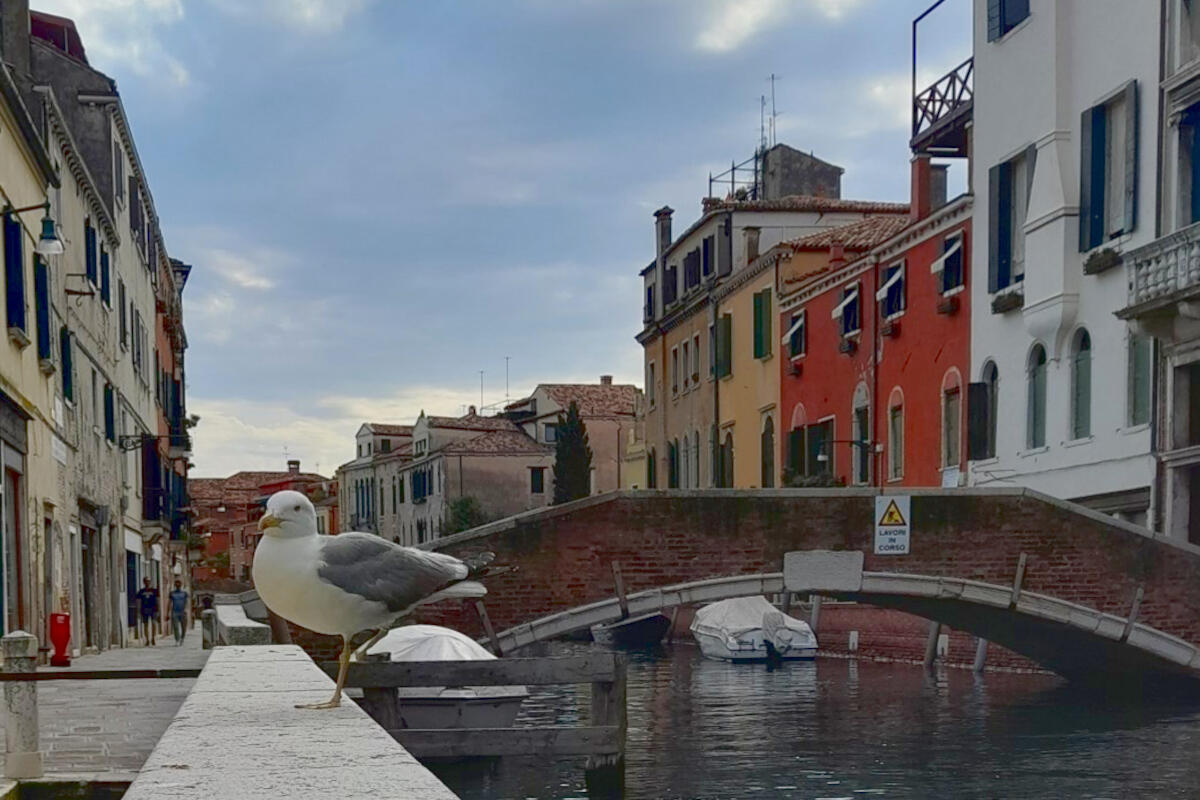 gabbiano-john-venezia