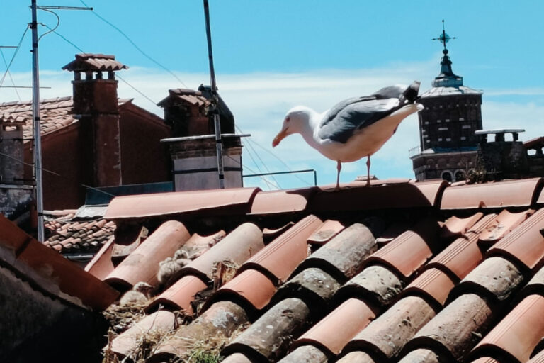 gabbiano-sui-tetti-di-venezia-monitoraggio-corila