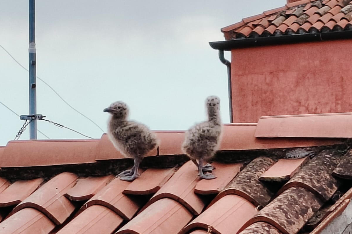 pulli-gabbiano-sui-tetti-di-venezia-monitoraggio-corila